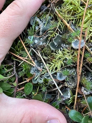 Photo of Peltigera extenuata taken at Almon County Park