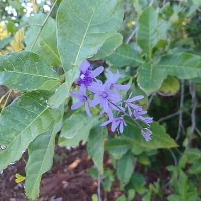 Photo of Queen'S-Wreath (Petrea volubilis) taken at Naples Botanical Garden