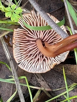 Photo of Gymnopus brassicolens taken at Lower Moore Creek Natural Reserve