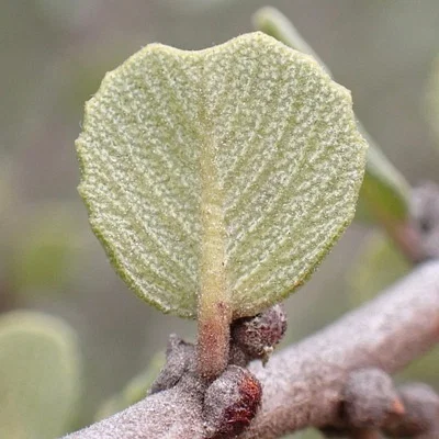 Photo of Ceanothus verrucosus taken at Los Peñasquitos Marsh Natural Preserve