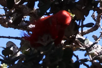 Photo of Himatione sanguinea taken at Hilo Forest Reserve