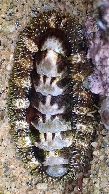 Photo of Nuttallina californica taken at Carpinteria Bluffs Nature Preserve