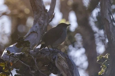 Photo of Myadestes obscurus taken at Hilo Forest Reserve