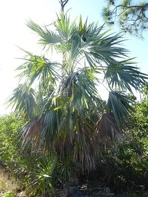 Photo of Leucothrinax morrisii taken at National Key Deer Refuge