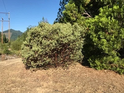 Photo of Arctostaphylos canescens taken at Mount Madonna North Reserve