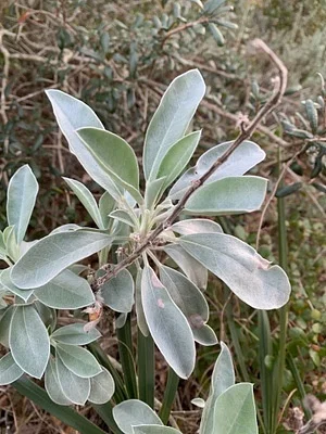 Photo of Lupinus westianus taken at Walton County