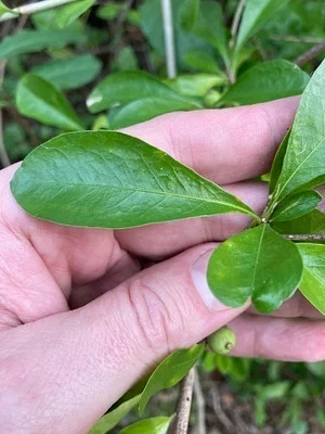 Photo of Randia aculeata taken at Lovers Key State Park