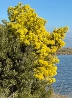 Acacia dealbata