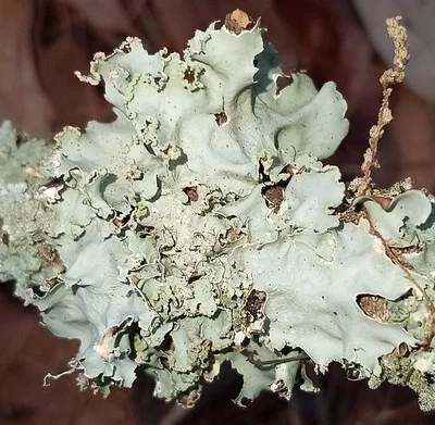 Photo of Lacy Powdered-Ruffle (Parmotrema hypoleucinum) taken at Taliaferro County