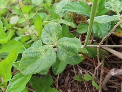 Photo of Purple Bushbean (Macroptilium atropurpureum) taken at Hulēʻia National Wildlife Refuge