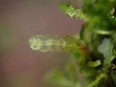 Photo of Mueller S Pouchwort (Calypogeia muelleriana) taken at Panther Den Wilderness