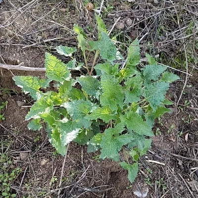 Photo of Blitum californicum taken at Bright Star Wilderness