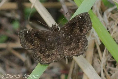 Photo of Staphylus floridus taken at Dinner Island Ranch Wildlife Management Area