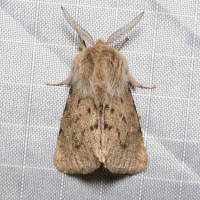Photo of Spilosoma vagans taken at Chickering American River Reserve
