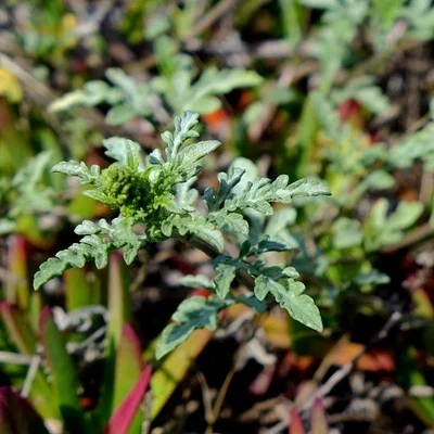 Photo of Beachbur (Ambrosia chamissonis) taken at North Virgil Walk