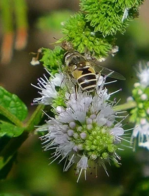 Photo of Hover Fly (Eristalis arbustorum) taken at Sligo