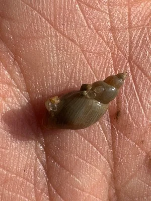 Photo of Liver Elimia (Elimia livescens) taken at Stony Point Nature Preserve