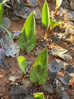 Photo of Erythronium multiscapideum taken at Spring Garden Preserve