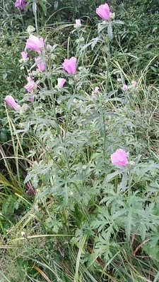 Photo of Hollyhock (Malva alcea) taken at Coventry State Forest