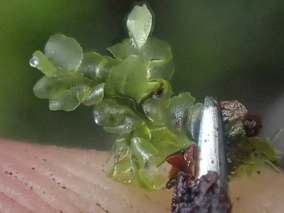 Photo of Square-Leaved Crestwort (Chiloscyphus polyanthos) taken at Ink Blot Natural Area Preserve