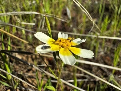 Photo of Layia gaillardioides taken at East Coyote Ridge Reserve