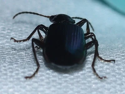 Photo of Calleida viridipennis taken at Morris Reserve