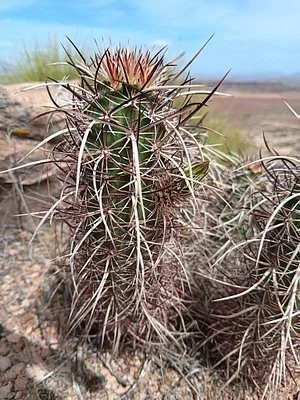 Photo of Echinocereus relictus taken at Washington County