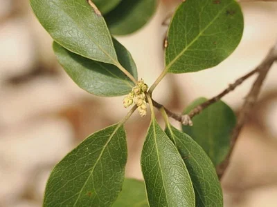 Photo of Garrya lindheimeri taken at Real County