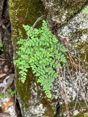 Photo of Pellaea andromedifolia taken at Dos Vientos Open Space