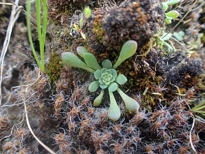 Photo of Sedum leibergii taken at Buck Hollow Creek