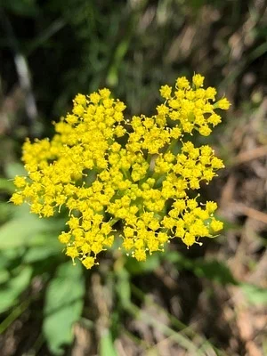 Photo of Harbouria trachypleura taken at Rim Rock Open Space