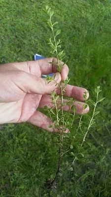 Photo of Ludwigia microcarpa taken at White Ranch Conservation Area