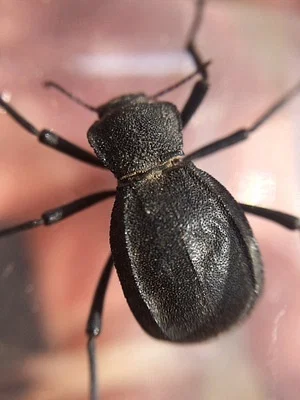 Photo of Philolithus densicollis taken at Sun Lakes Wildlife Area