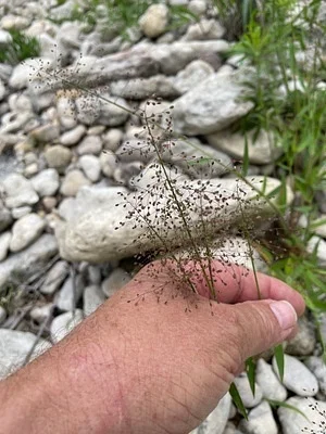 Photo of Hairy Panic Grass (Dichanthelium acuminatum) taken at Tryon Watershed