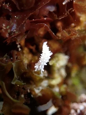 Photo of Aegires albopunctatus taken at South La Jolla State Marine Conservation Area