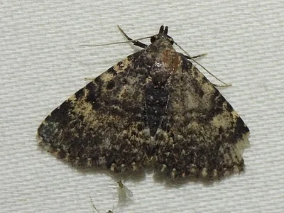 Photo of Metalectra diabolica taken at Maypearl