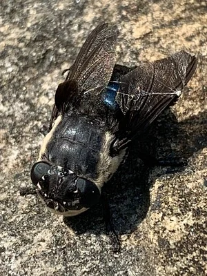 Photo of Mouse Bot Fly (Cuterebra fontinella) taken at Gallant Woods Preserve