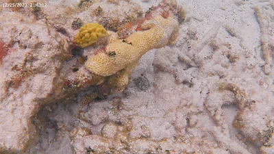 Photo of Porous Coral (Porites astreoides) taken at Fort Lauderdale