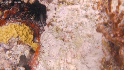 Photo of Porous Coral (Porites astreoides) taken at Deerfield Beach