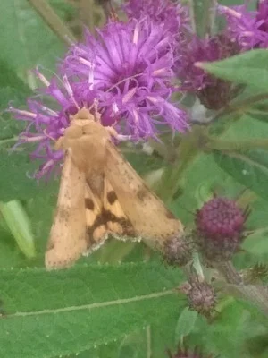 Photo of Heliothis acesias taken at Harry And Mary Goeringer Preserve