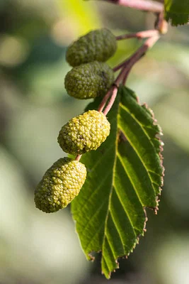 Photo of Green Alder (Alnus alnobetula) taken at Healy