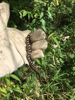 Photo of Pantherophis vulpinus taken at MacKtown County Forest Preserve