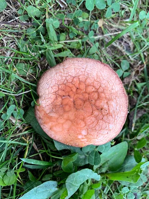 Photo of Wrinkled Peach (Rhodotus palmatus) taken at Putty Root Preserve