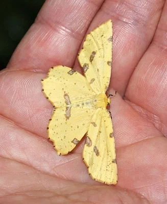 Photo of False Crocus Geometer (Xanthotype urticaria) taken at Montague Plains Wildlife Management Area