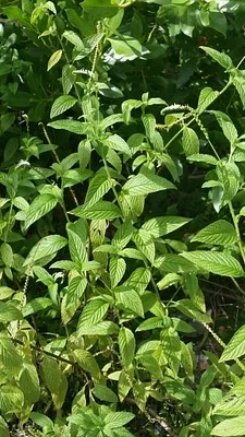 Photo of Eye Bright (Heliotropium angiospermum) taken at West Park