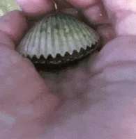 Argopecten irradians