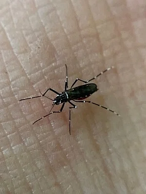Photo of Yellow Fever Mosquito (Aedes aegypti) taken at Red Bug Slough Preserve