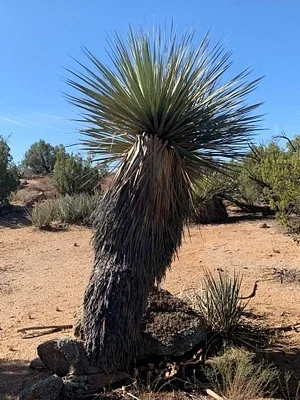 Photo of Nolina bigelovii taken at Jacumba Wilderness Area