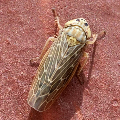 Photo of Lesser Lawn Leafhopper (Graminella sonora) taken at Sarasota County