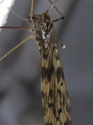 Photo of Limonia parietina taken at Finch Creek Nature Sanctuary